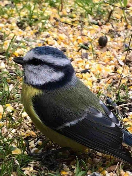 Gite De La Mesange Rochesson Exteriör bild